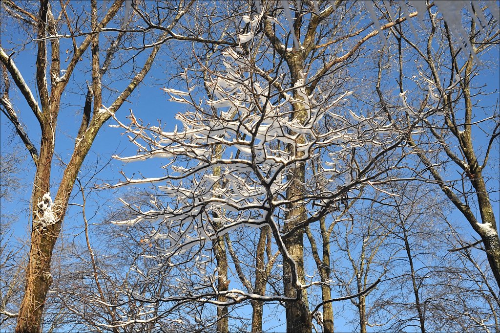 Snow Capped Trees