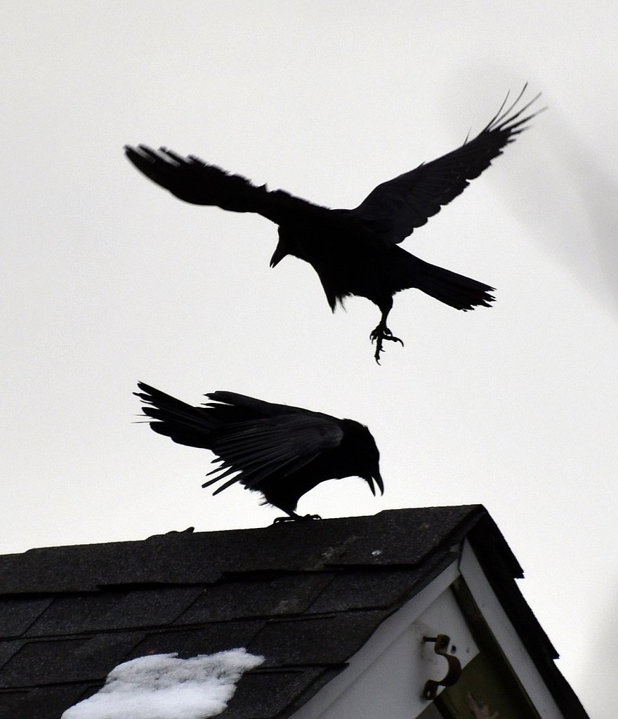 Crows