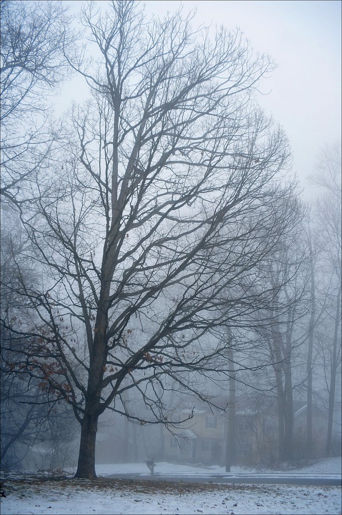 Oak In Fog