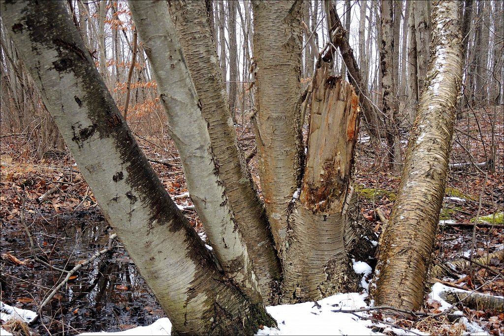 Allamuchy Mountain State Park