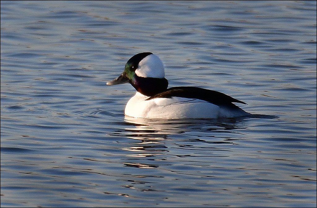 20200223-Bufflehead-6485-copy.jpg