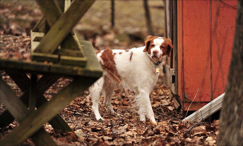 Copper In The Yard