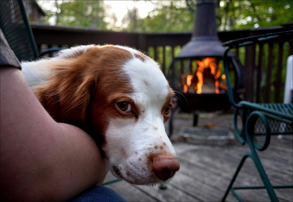 Copper and Austin