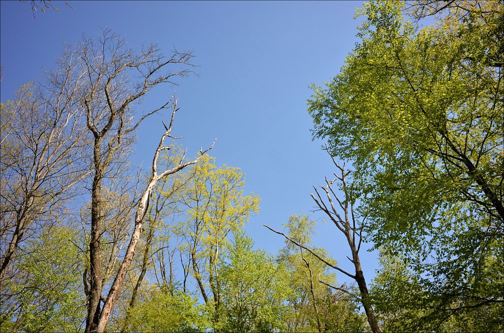 Springtime In The Yard