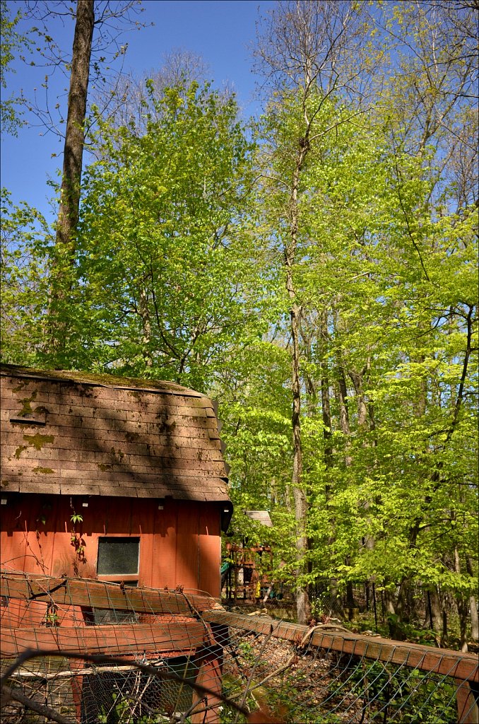 Springtime In The Yard