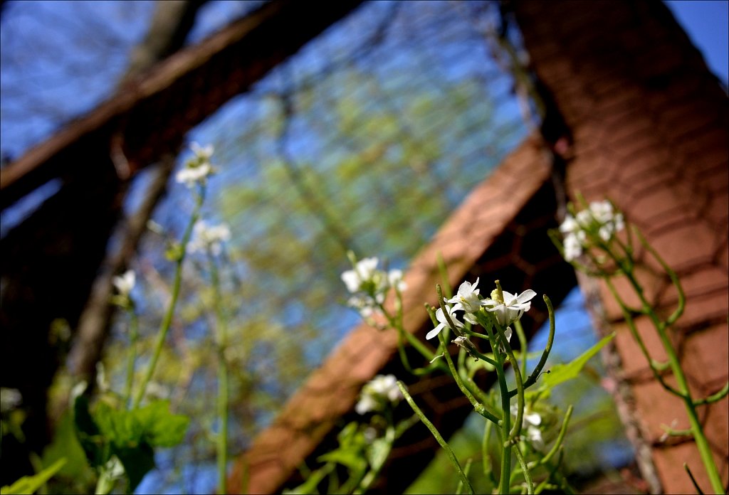 Springtime In The Yard