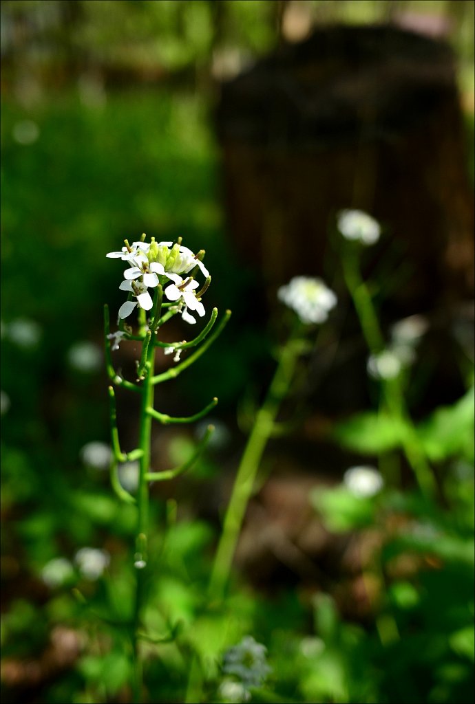 Springtime In The Yard