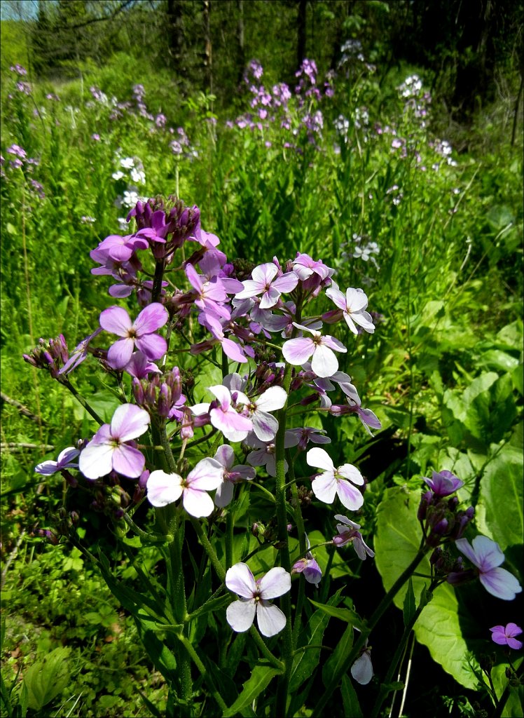 Along the Columbia Trail