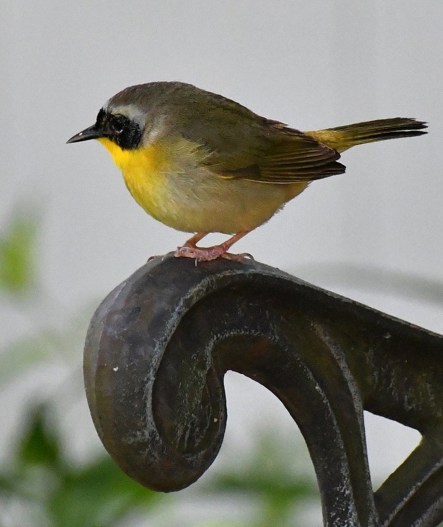 Yellowthroated-Warbler-6944-copy.jpg