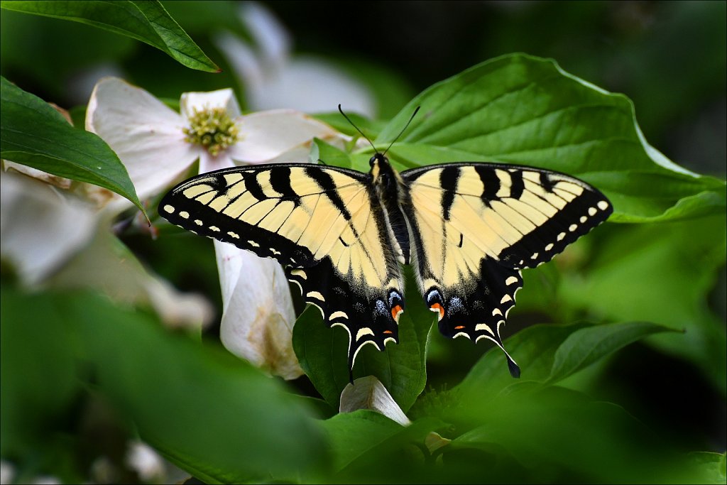 Eastern Tiger Swallowtail