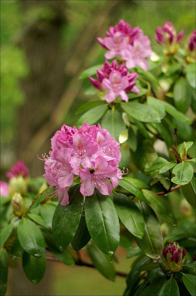 Rhododendrons 