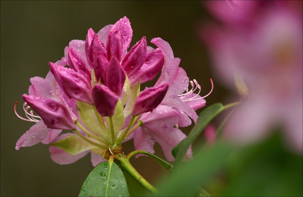 Rhododendrons 