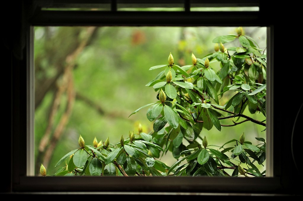 Rhododendrons 