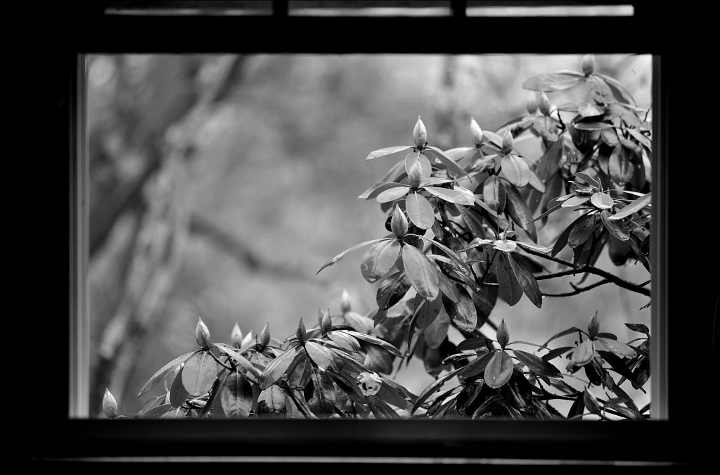 Rhododendrons 