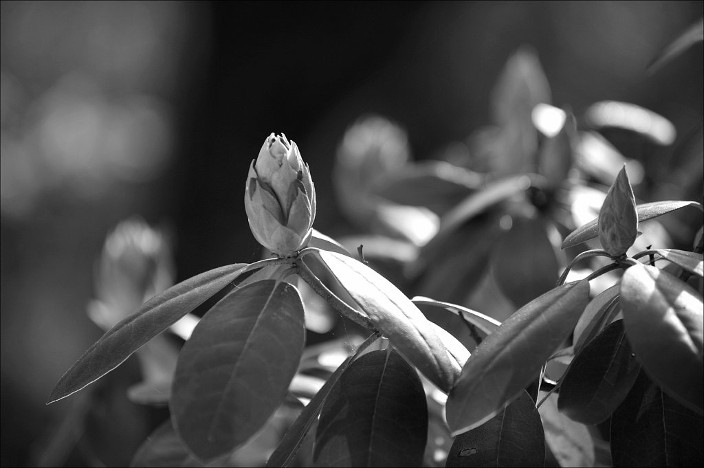 Rhododendrons 