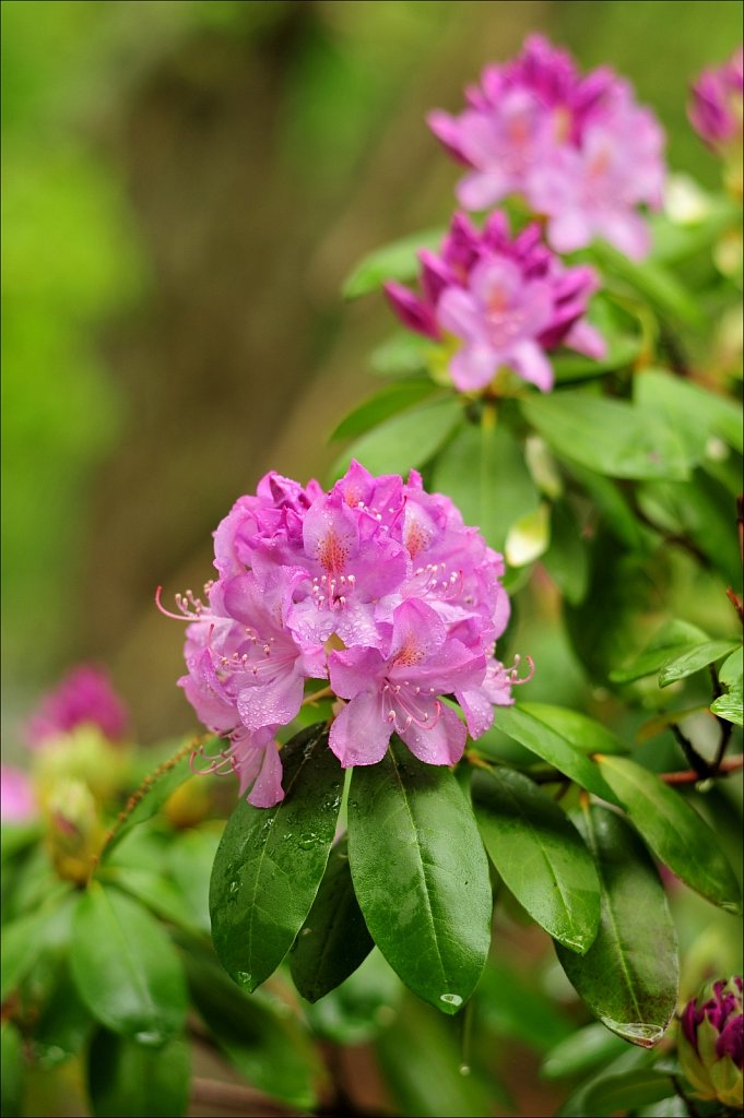 Rhododendrons 
