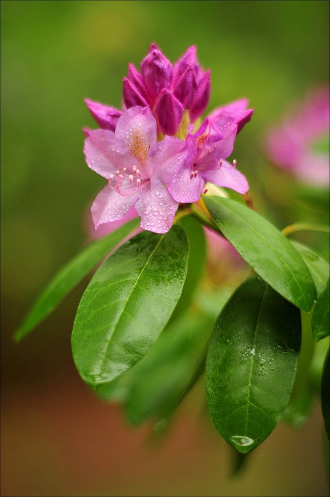 Rhododendrons 