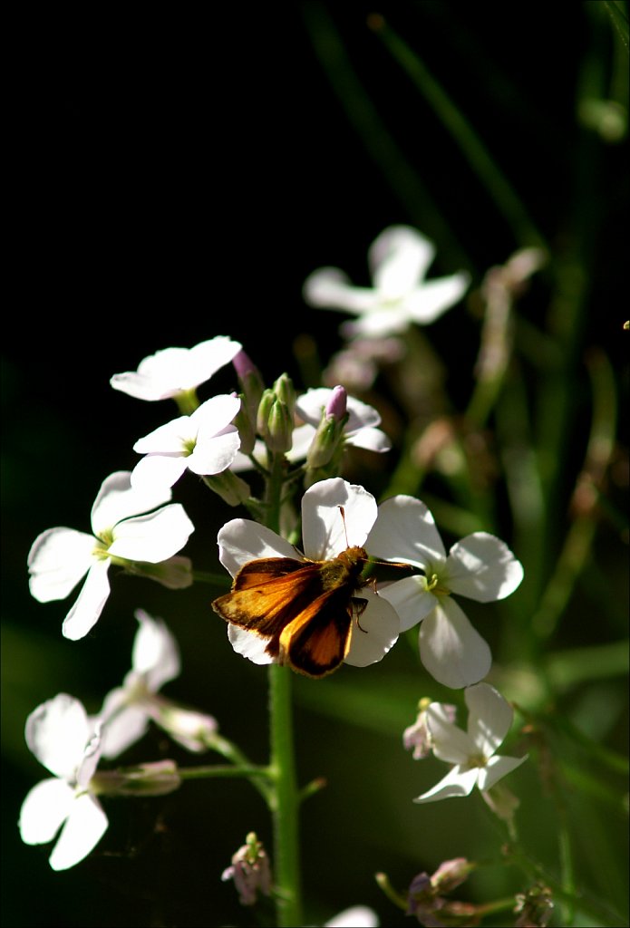 Butterflies And Moths of New Jersey