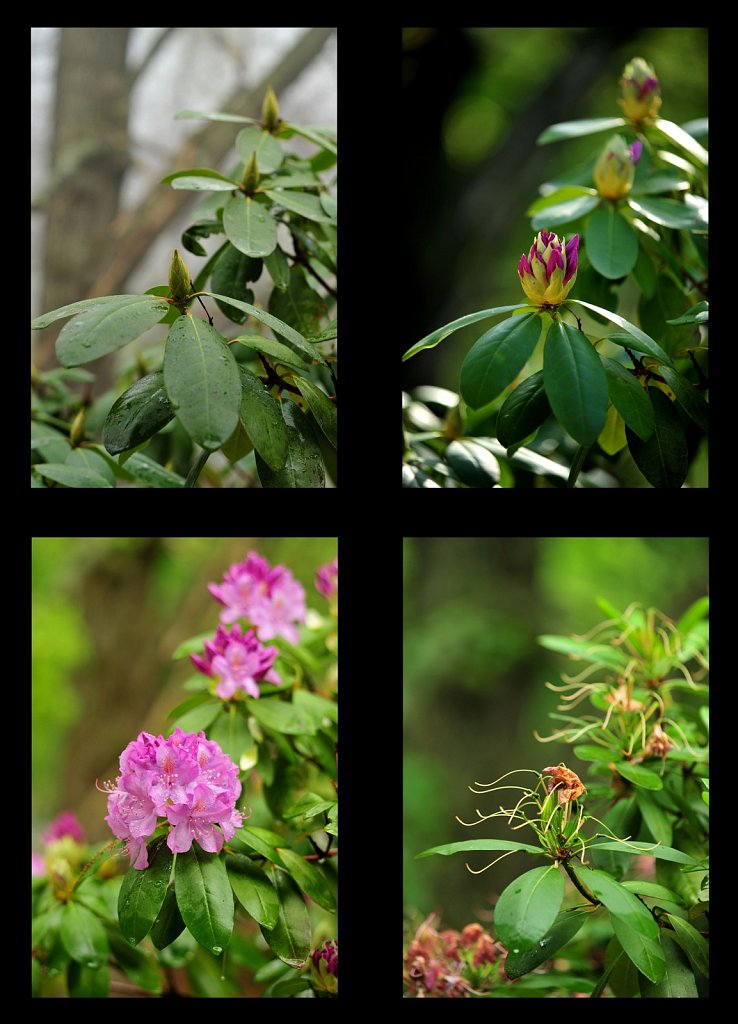 Rhododendrons-x4-a-7x10.jpg