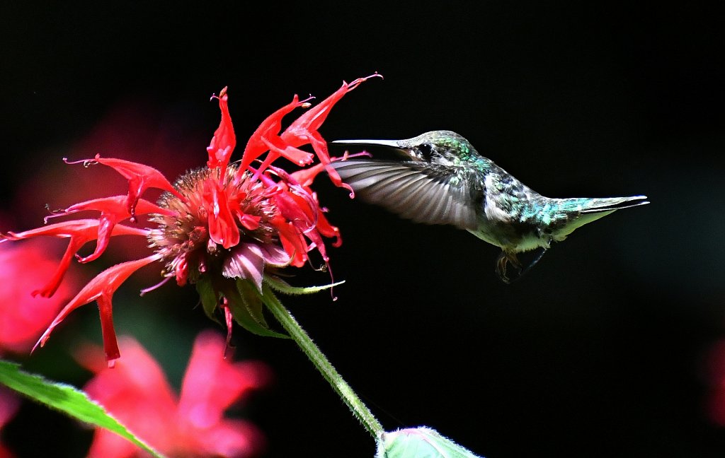 Humming-Bird-1740-Copy.JPG