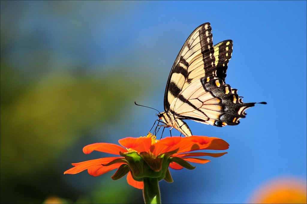 Butterflies at Work