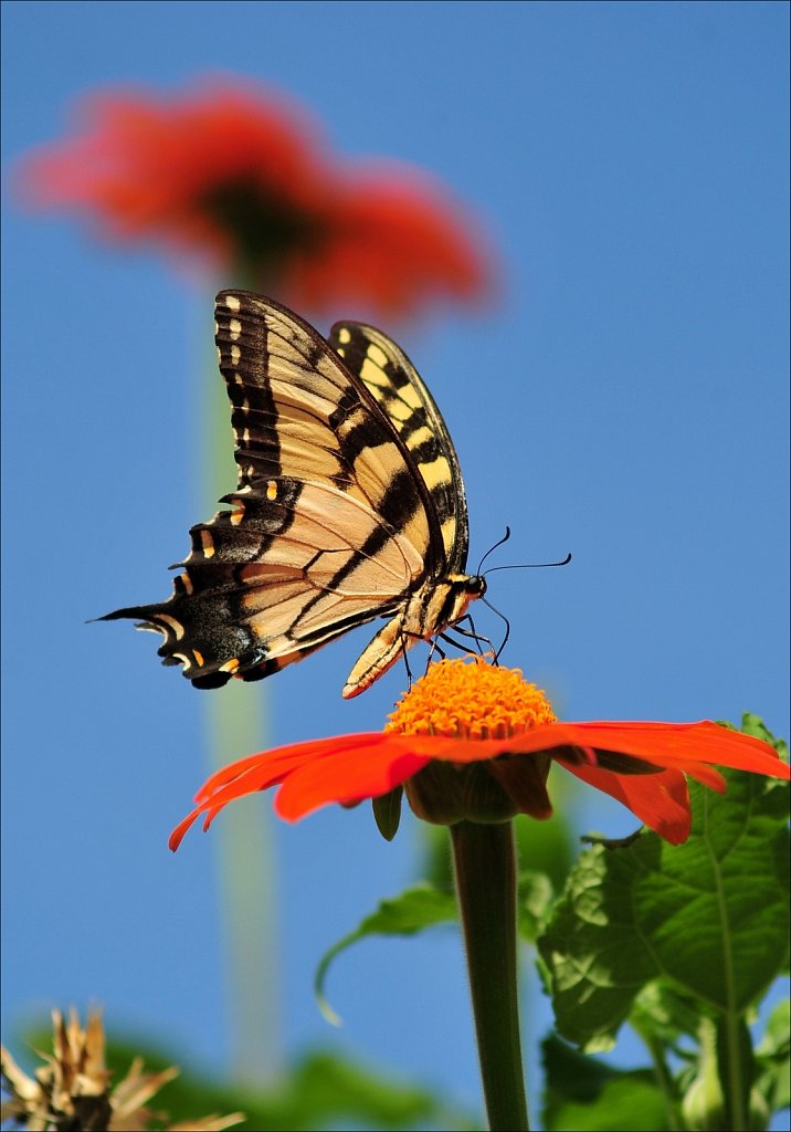 Butterflies at Work