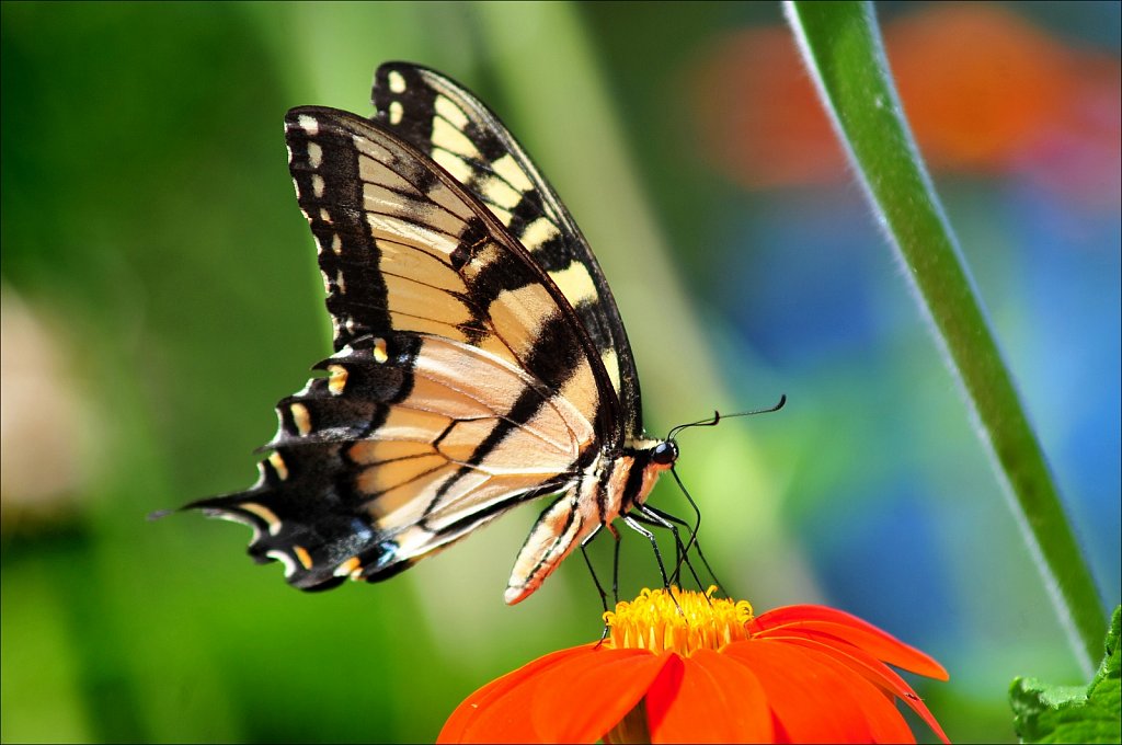 Butterflies at Work