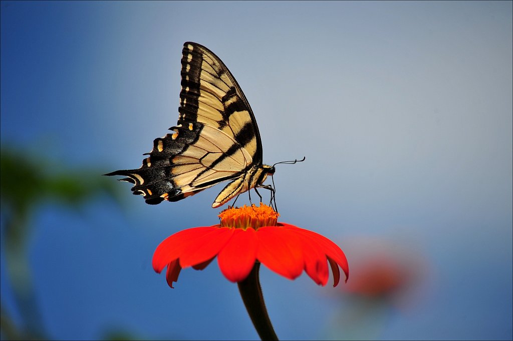 Butterflies at Work
