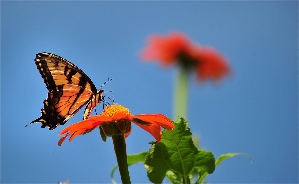 Butterflies at Work