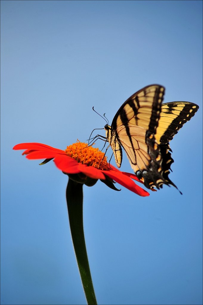 Butterflies at Work
