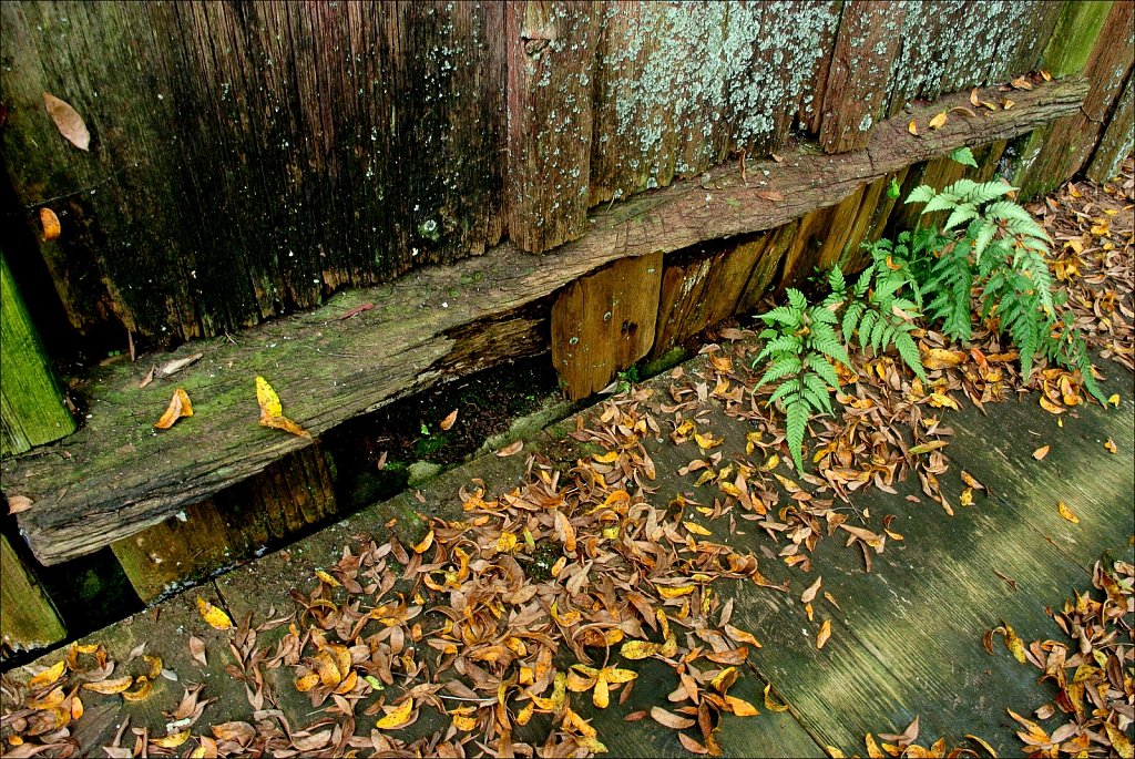 Willowwood Arboretum 