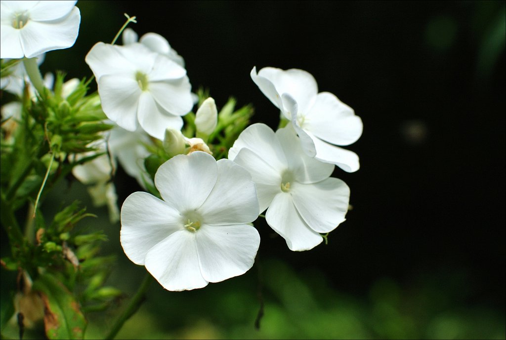 Willowwood Arboretum 