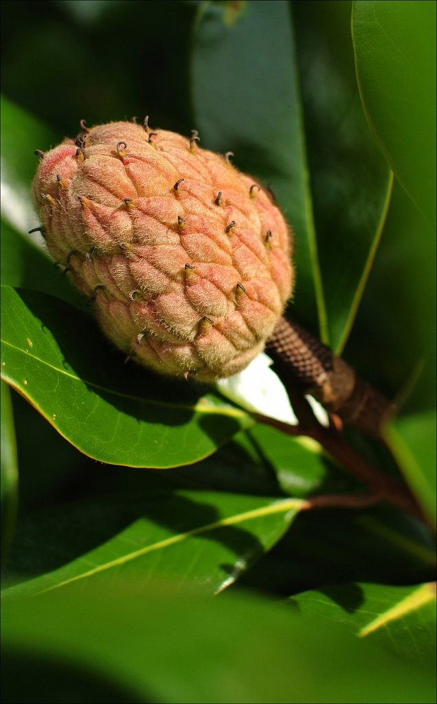 Willowwood Arboretum 