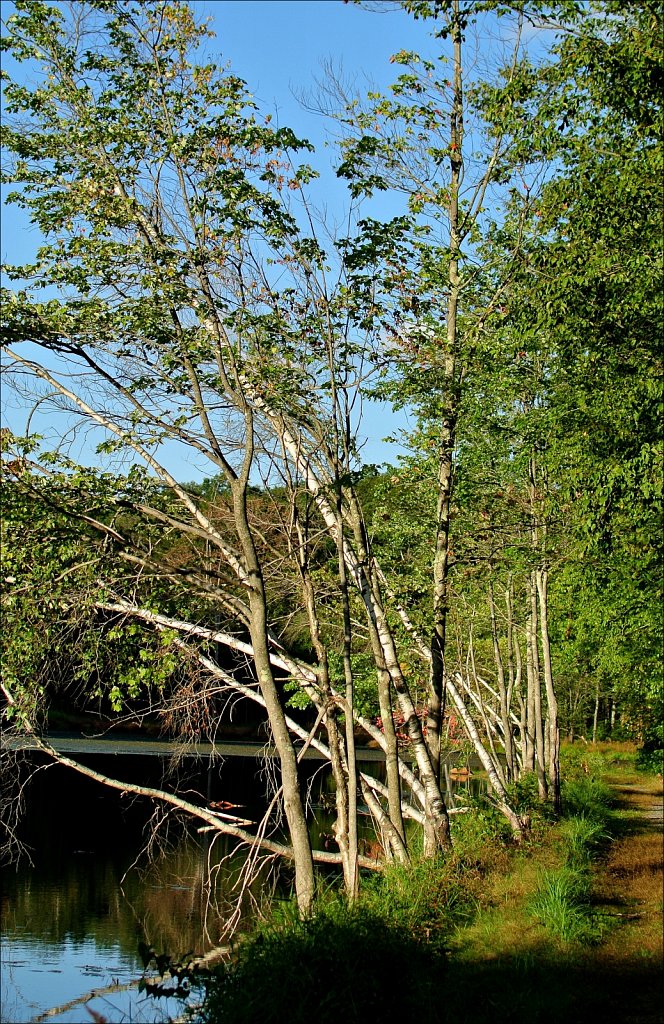 Maiers Pond