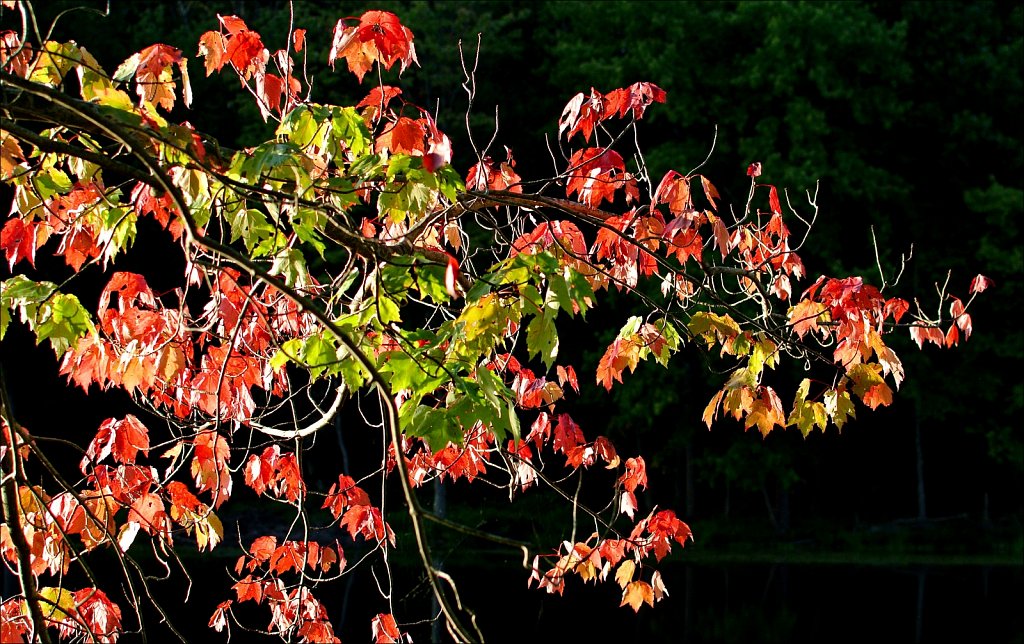 Maiers Pond