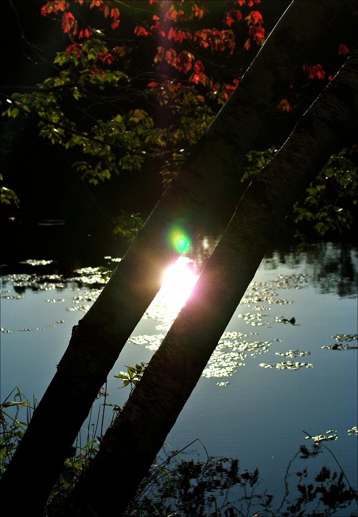 Maiers Pond
