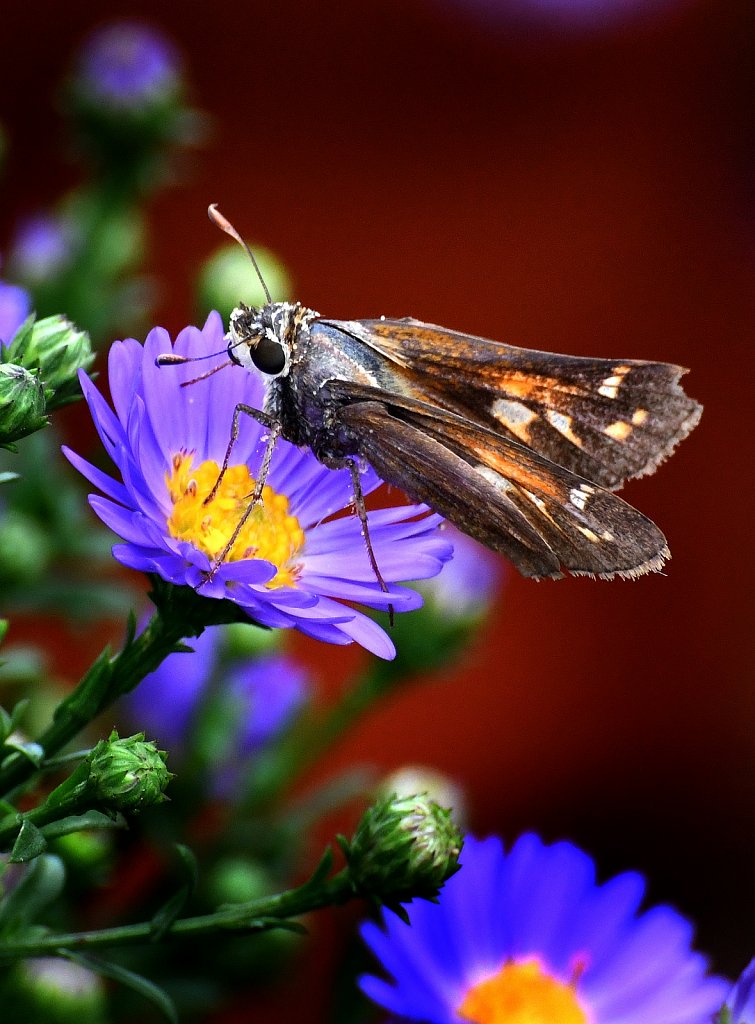 Moth-Flowers-2726-copy.jpg