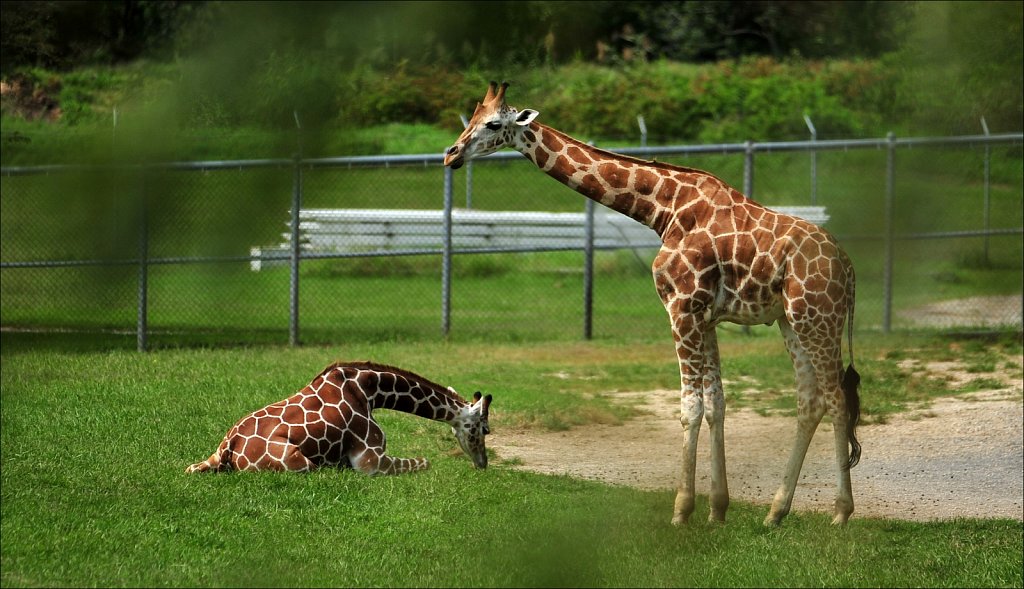 Cape May County Park & Zoo