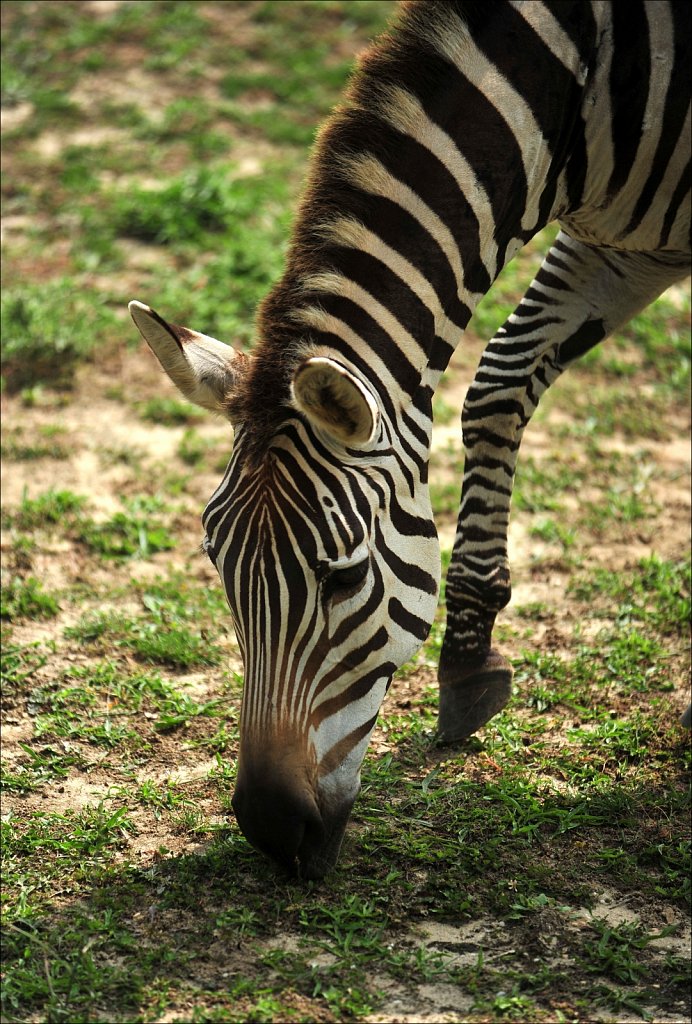 Cape May County Park & Zoo