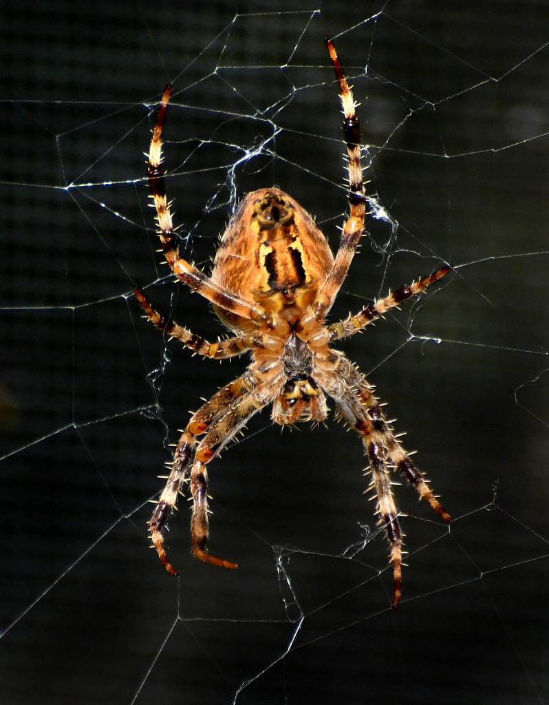 Wolf-Spider-copy.jpg