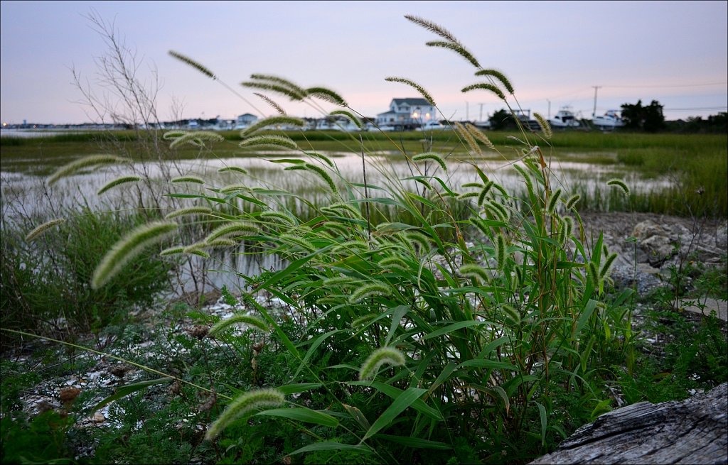 Cedar Island 