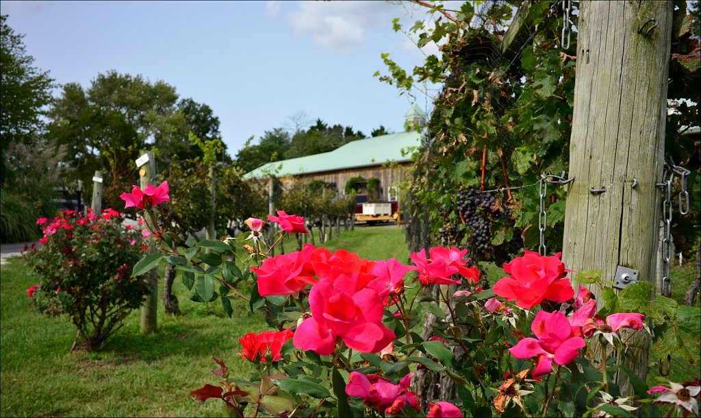 Cape May Winery 