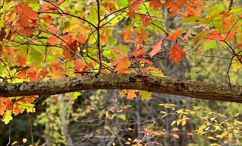 Stephens State Park