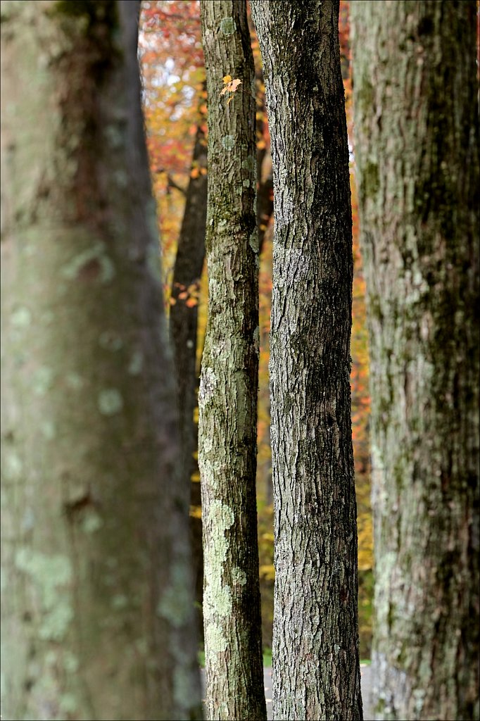 Schooley's Mountain Park