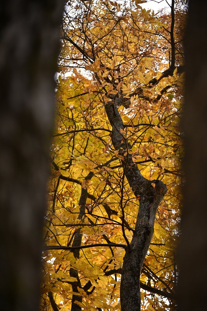 Stephen State Park