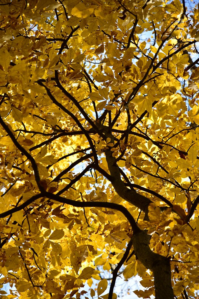 Stephen State Park