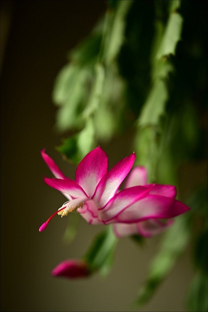 Christmas Cactus