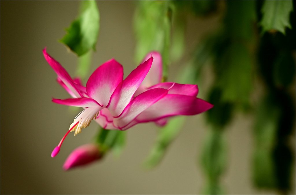 Christmas Cactus