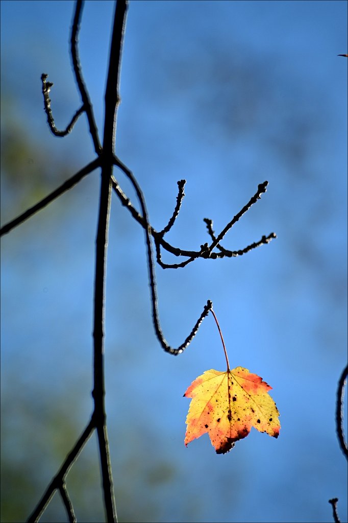 Autumn 2020