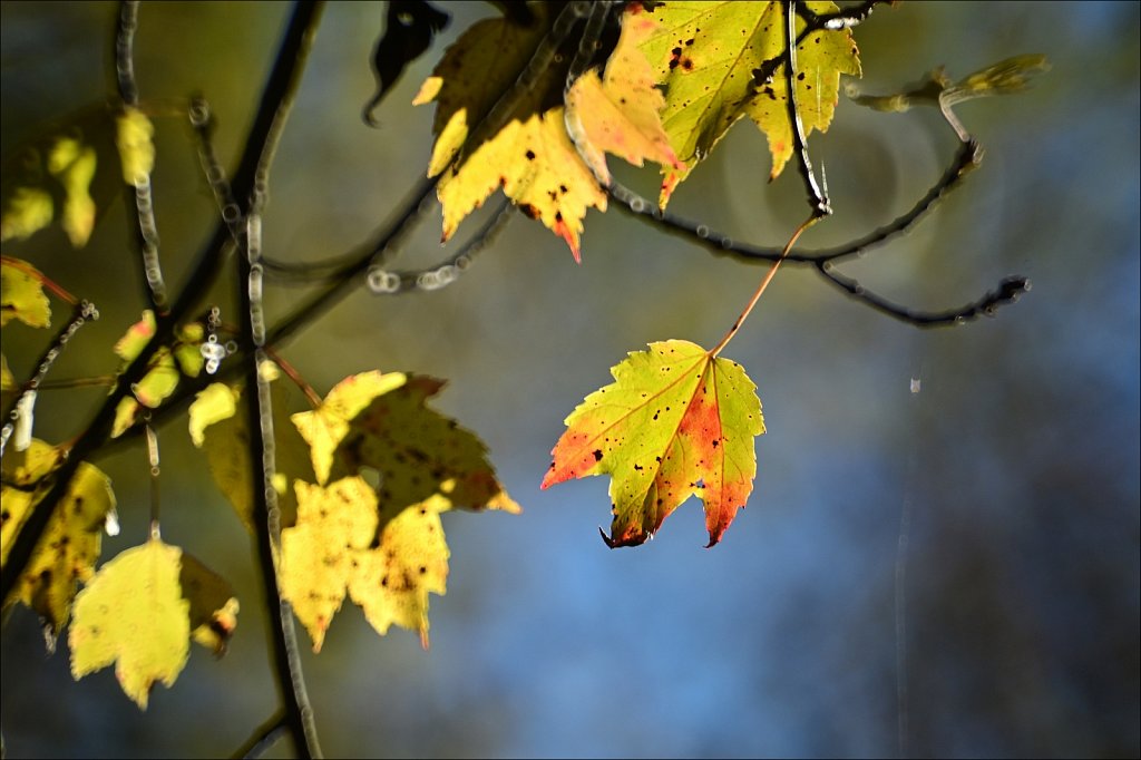 Autumn 2020
